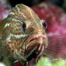 grouper_slender_db_h_0705_png2172.jpg
